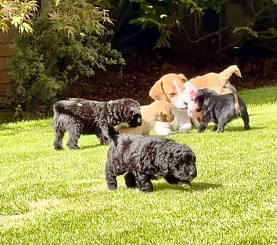 Cute Playful Jackapoos