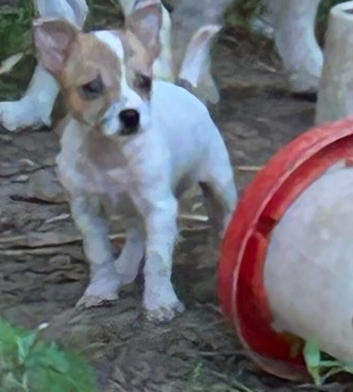 Beautiful little jackawawa dog last one