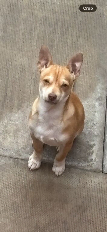 6 mouth old Chihuahua tyson
