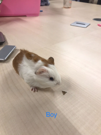 Beautiful baby boy guinea pigs