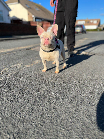 French bulldog for sale