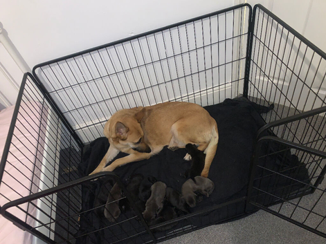 Belgian Malinois puppies due very soon!