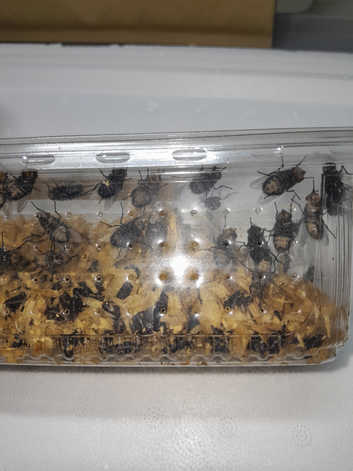 Fruit flys and house flys,