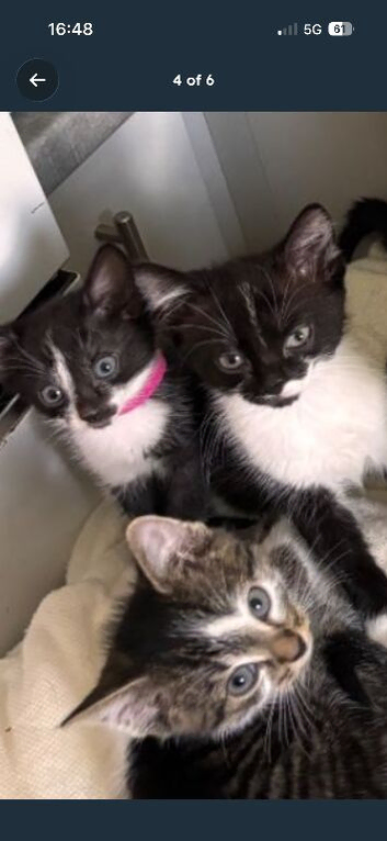 Beautiful kittens
