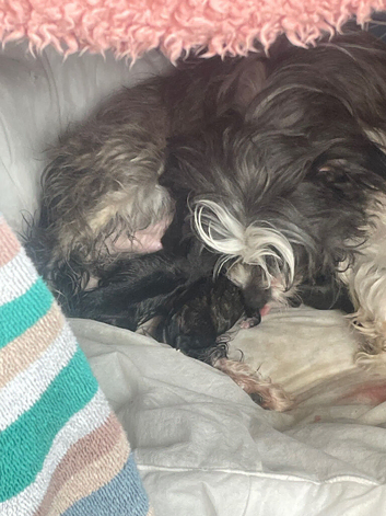 Shihpoo puppies Ready now