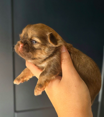 Beautiful Shih Tzu Puppies