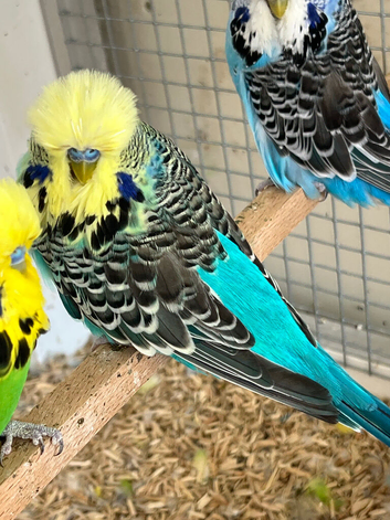 Exhibition budgies