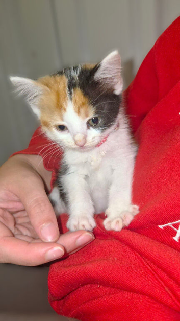 8 weeks old kitten