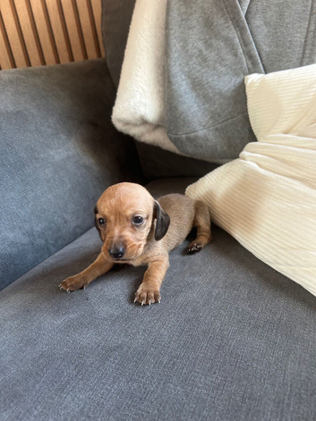 5 beautiful puppies u