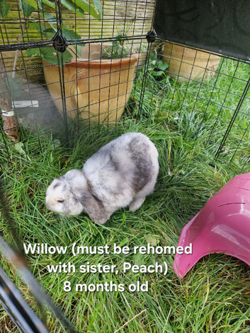 Female Mini Lops Rehome