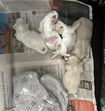 Five Beautiful White Imperial / Tea- Cup Shih Tzu&rsquo;s