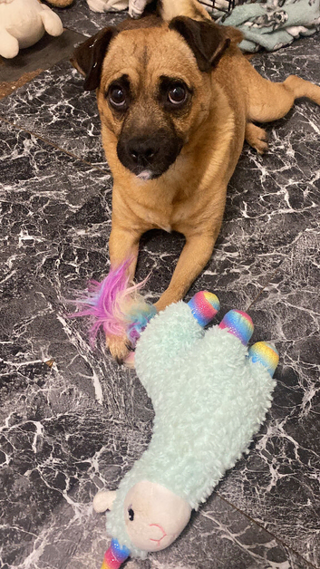 3 year male patterdale cross pug