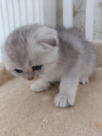 British Shorthair kittens