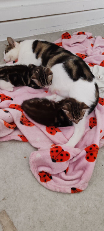 2 female kittens ready to leave in 3 weeks