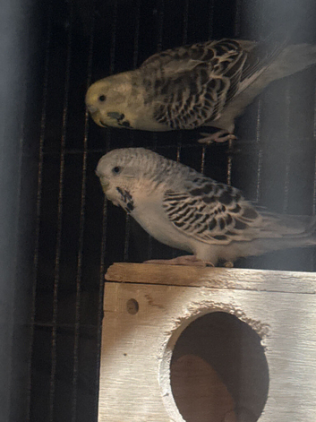 Two females for rehome