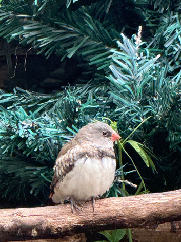 DNA male diamond Firetail