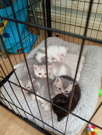 Exotic shorthair x Scottish straight kittens