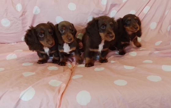 Long coat miniature dachshund