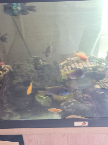 African cichlids and whole set up for sale