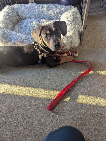 6 months old dachshund