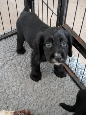 1 sprocker boy ready to leave