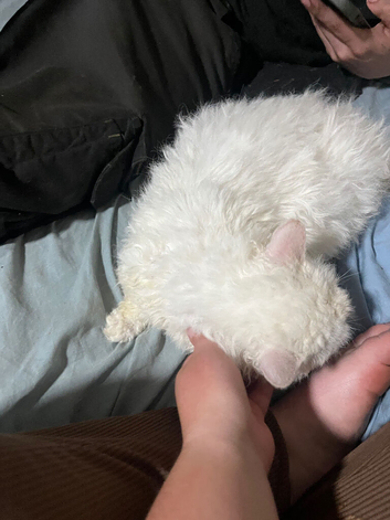 Frendly munkin