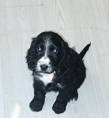 8 week old black female cockapoo puppie