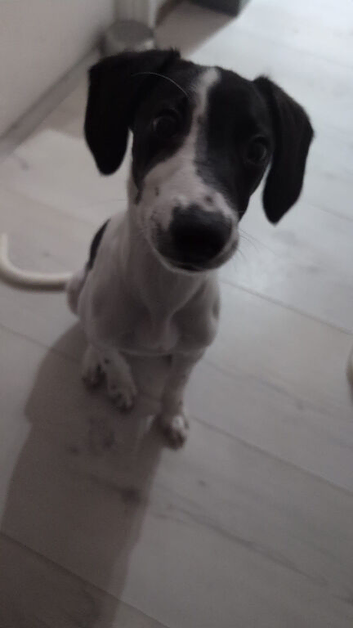 selling puppy