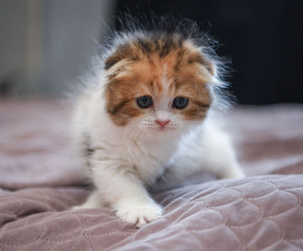 Scottish fold girl