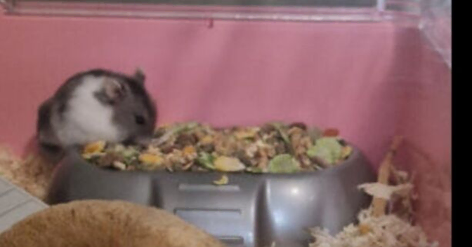 A russian dwarf hamster