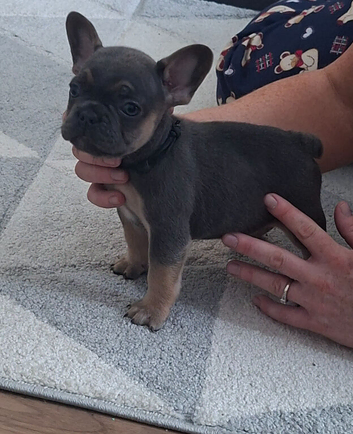 French bulldog puppies