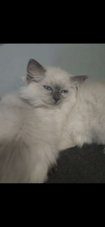 STILL AVAILABLE Male Ragdoll kitten