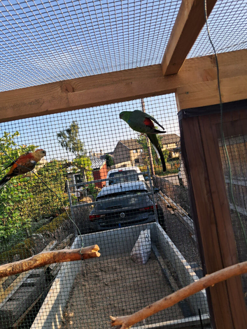 Red Rumps For Sale