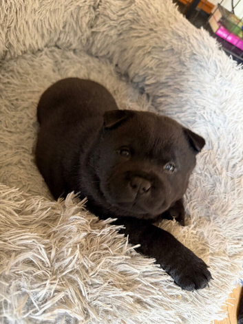 Adorable Chaffy chow puppies
