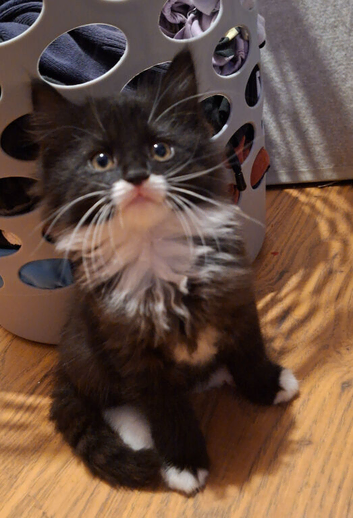 kittens ready to go