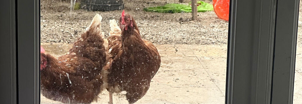 2x laying hens