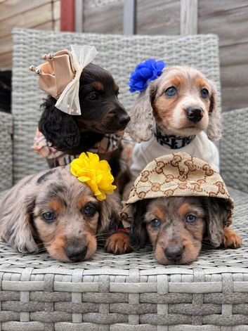 4 beautiful longhaired miniature dachshund