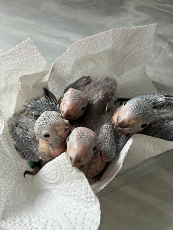 Pearly conures hand reared silly tame!