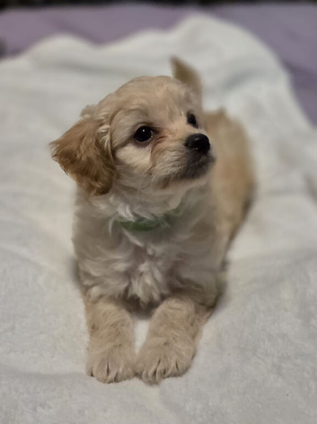 Mini poodles x long haired chihuahua