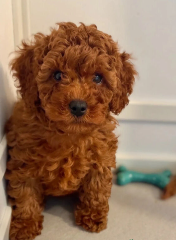 PREMIUM TOY CAVAPOOS (F1)NOAH & EDEN