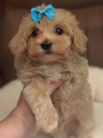 Maltipoo puppies small toy Maltese x toy poodle red apricot dog puppy