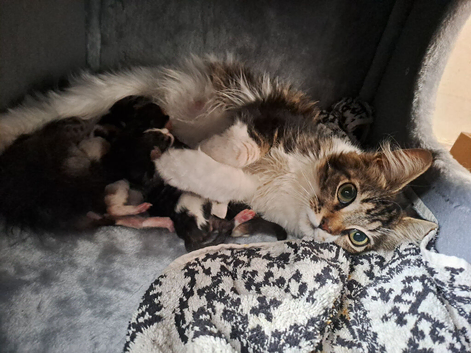 Pedigree Maine Coon Kittens