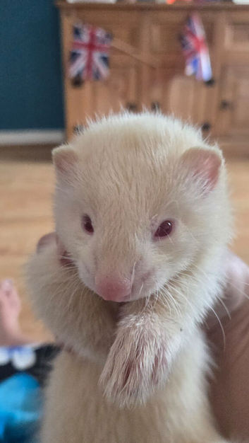 X2 male ferrets complete with cage and accessories