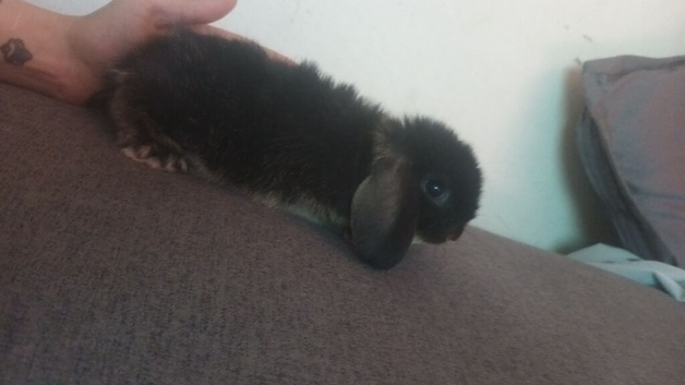 1 baby girl left