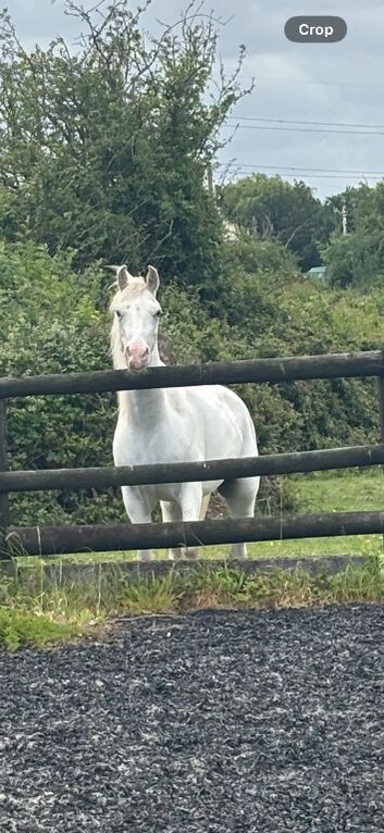 Arab x Appaloosa