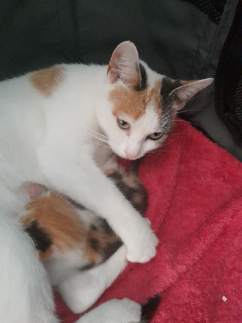 Female coloured kitten