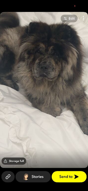 Female chow chow