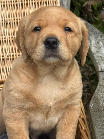 Labrador puppy