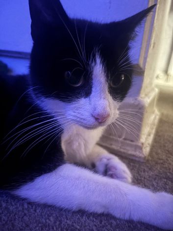 4 kittens available