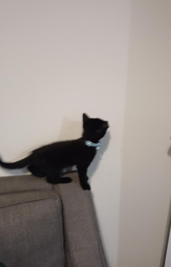 Mix breed black kitten boy